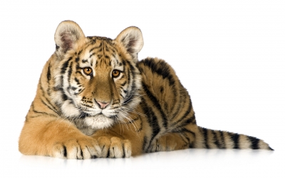 Tiger_005007.jpg